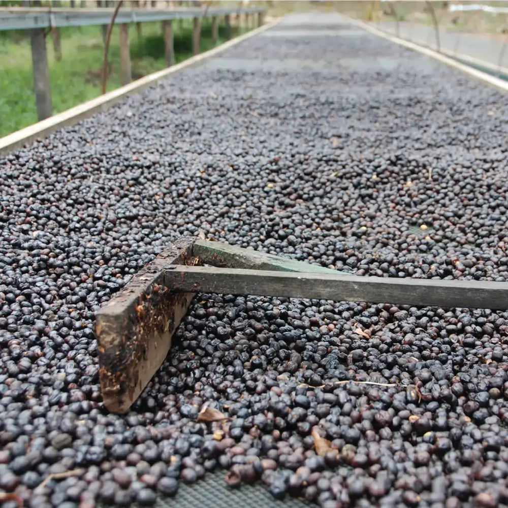 Cascara suszona na podwyższonym łożu – proces naturalnego suszenia skórek kawowych.