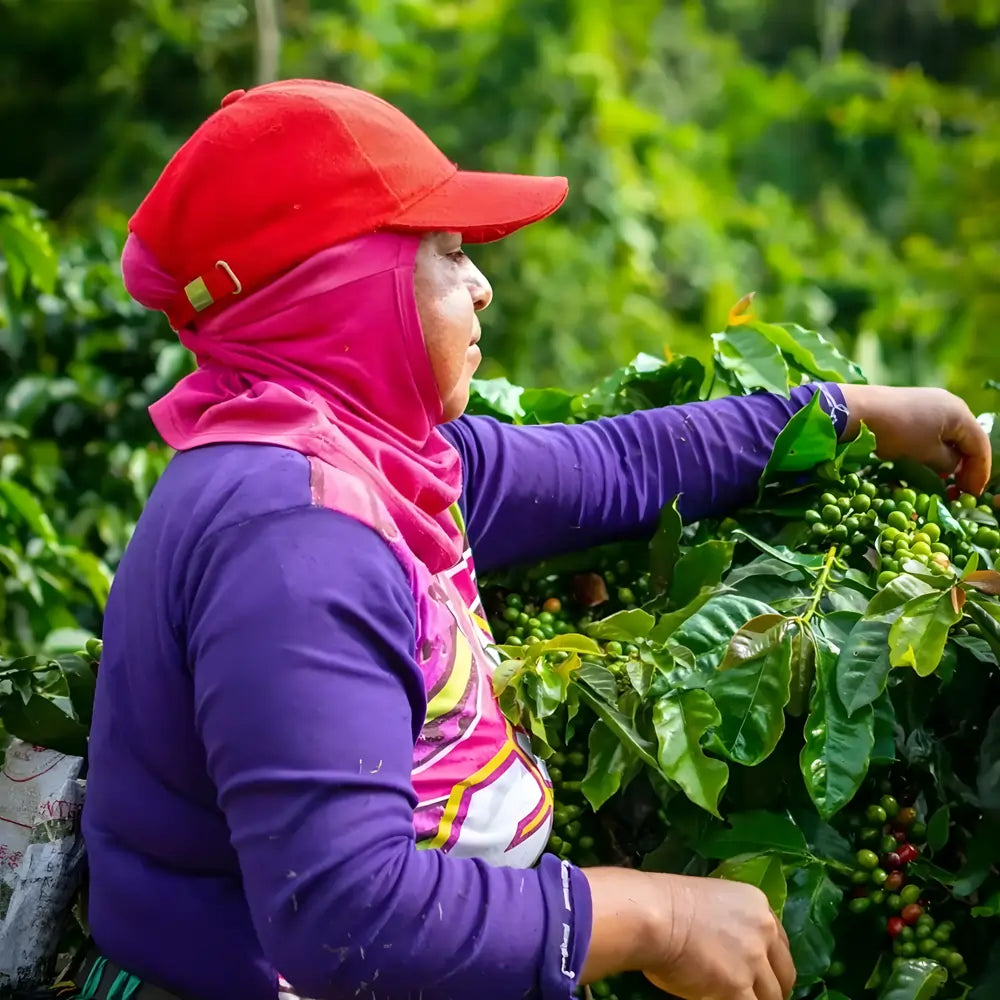 Kobieta zbierająca zielone owoce kawowca na plantacji w regionie Huila w Kolumbii, reprezentująca spółdzielnię Asomuier