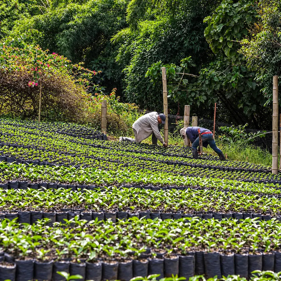 Sadzonki kawowca w szkółce na farmie Hacienda Venecia w Kolumbii