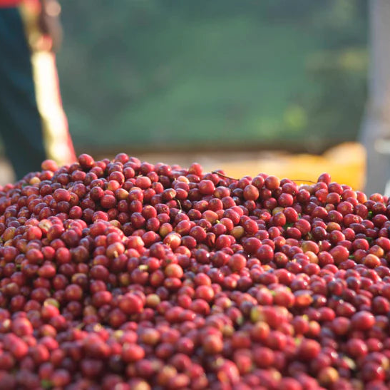 Kawa Specialty bezkofeinowa Ethiopia Shakisso Espresso