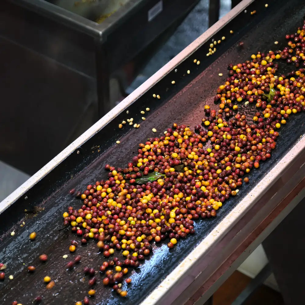 Owoce kawowca w czerwonym i żółtym kolorze przesuwające się po taśmie produkcyjnej podczas obróbki naturalnej na plantacji Las Lajas w Kostaryce