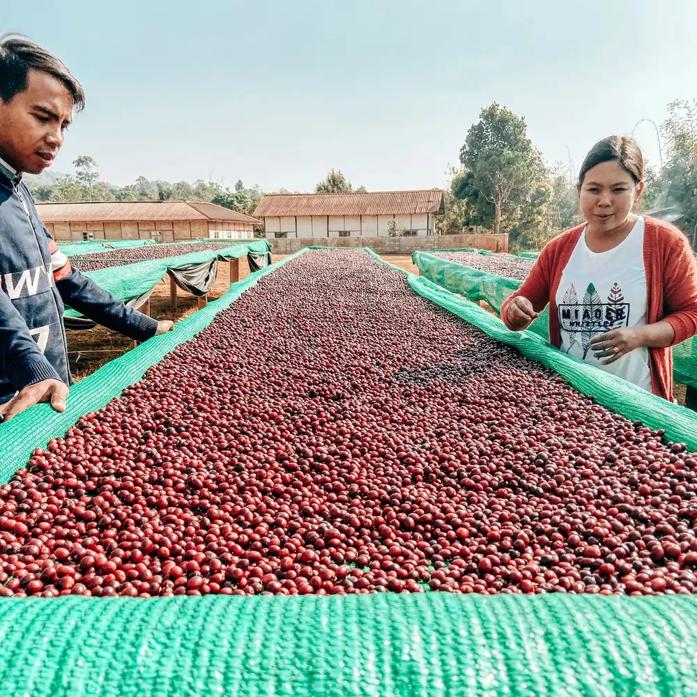 Suszenie wiśni kawowca w Mjanmie – pracownicy przy stołach suszarniczych z zieloną siatką
