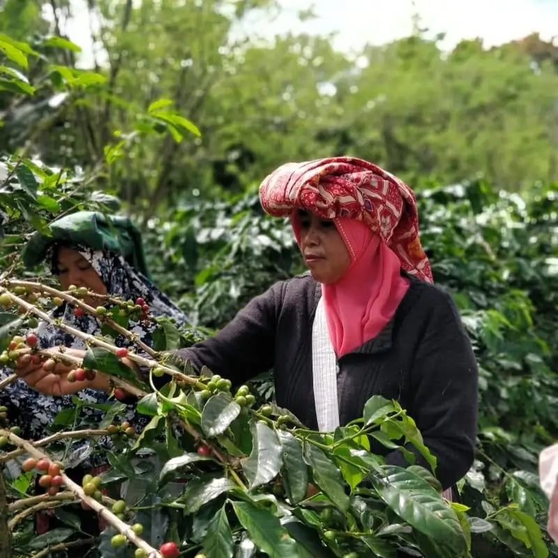 Kobiety zbierające dojrzałe owoce kawy na plantacji w Indonezji – tradycyjny ręczny zbiór arabiki