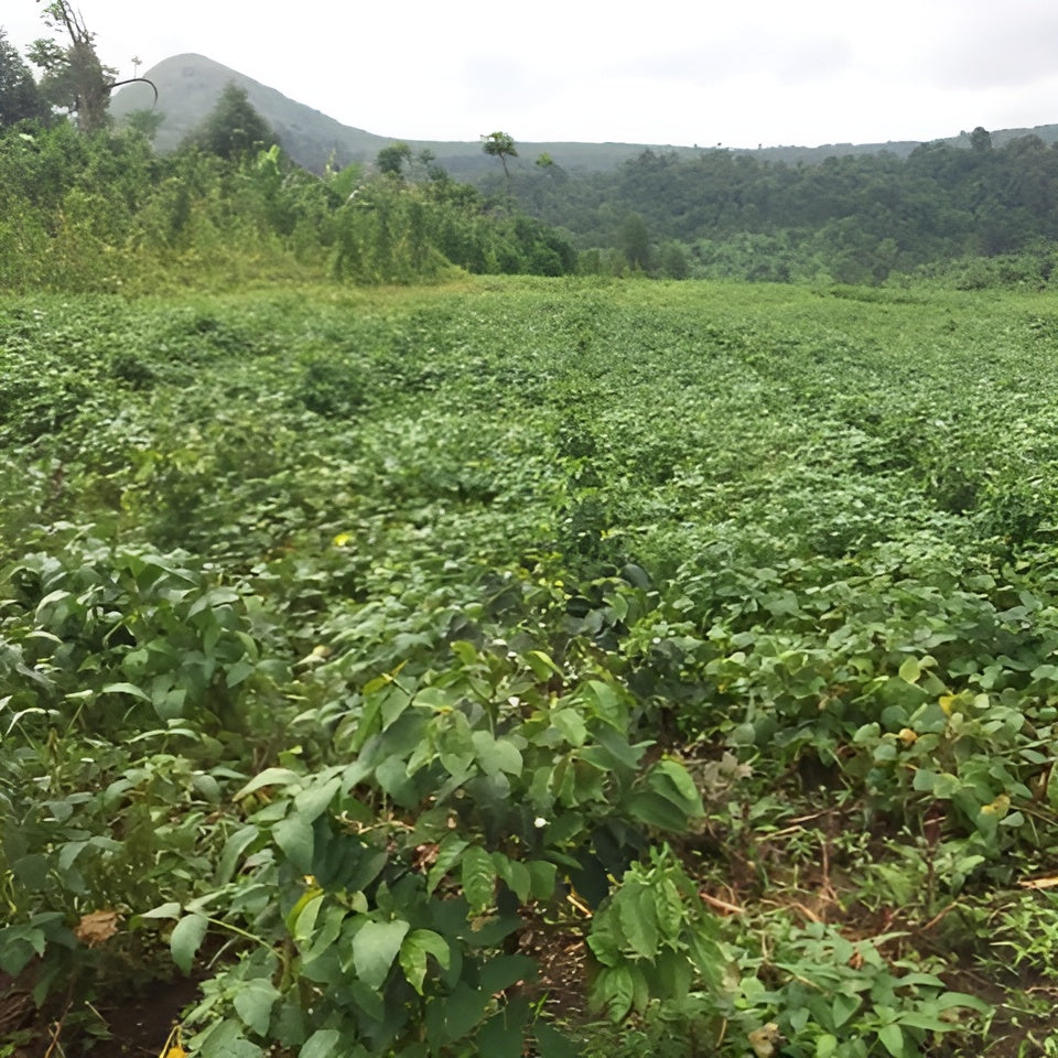 Kawa Kongo Umoja Wetu - Lokalizacja Rutshuru, Minova, South Kivu