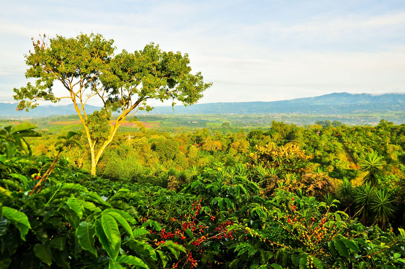 Światowy dzień ziemi z JAVA Coffee Roasters