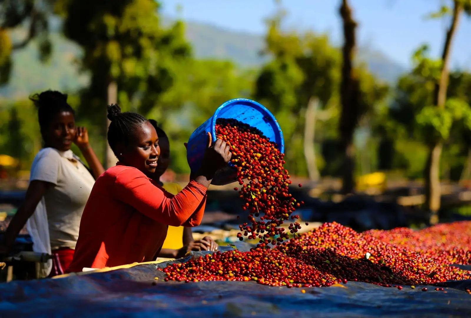 Czym jest kawa specialty?