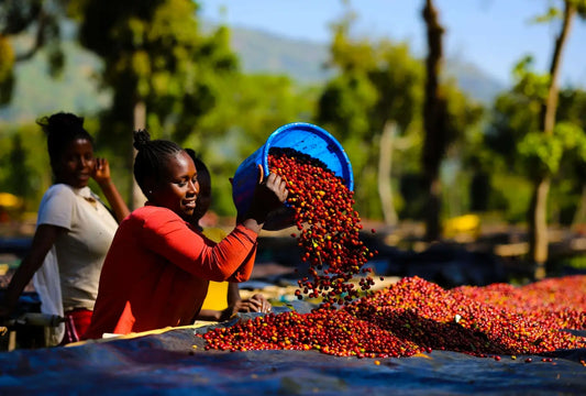 Czym jest kawa specialty?