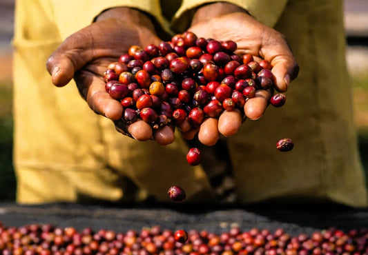 Arabica vs Robusta – jakie są różnice i którą kawę wybrać?