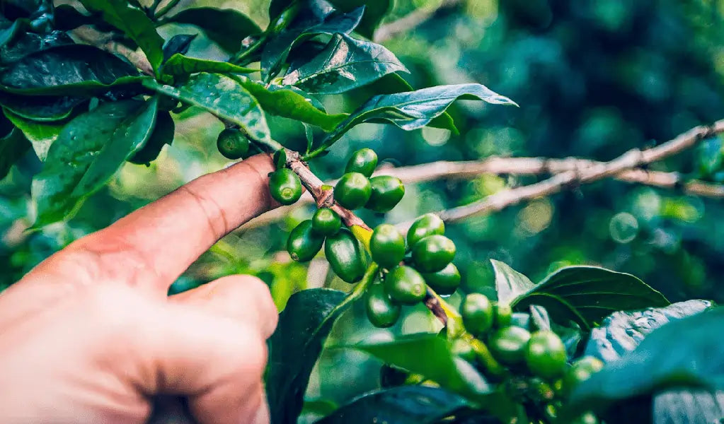 China Kaku: smak, który przemierzył pół świata (i trafił do Twojego kubka) | JAVA Coffee blog