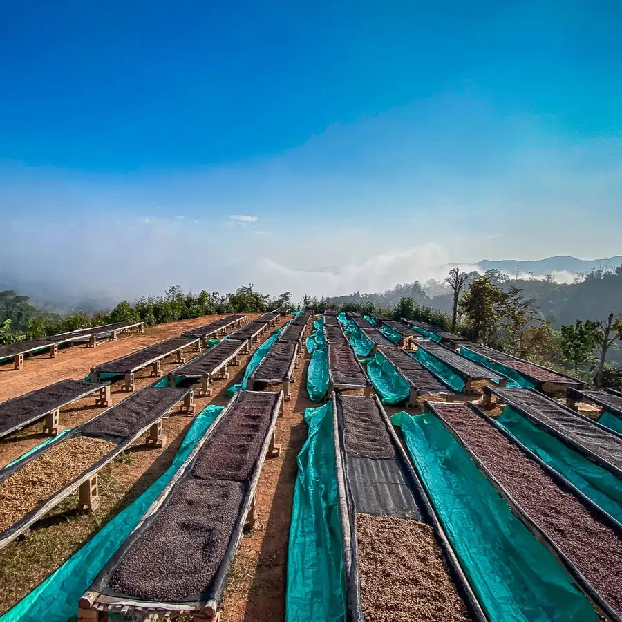 Suszarnie kawy na afrykańskich łóżkach w górzystym regionie – różne etapy suszenia ziaren kawowca pod błękitnym niebem.