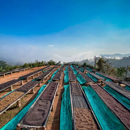 Suszarnie kawy na afrykańskich łóżkach w górzystym regionie – różne etapy suszenia ziaren kawowca pod błękitnym niebem.