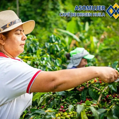 Kobiety ze spółdzielni Asomuier zbierające owoce kawowca na plantacji w regionie Huila w Kolumbii, logo Asomuier Café de Origen Huila
