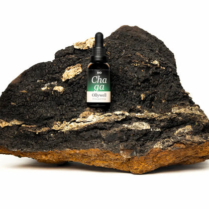 BIO Chaga Ollywell – ekstrakt w kroplach z grzyba Chaga (Inonotus obliquus)