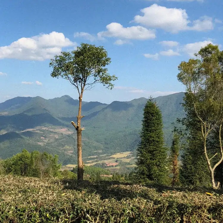 Krajobraz plantacji kawy w regionie Fuyan w Chinach – górzysty teren upraw kawy otoczony zielonymi wzgórzami i lasami, naturalne środowisko uprawy kawy specialty
