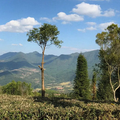 Krajobraz plantacji kawy w regionie Fuyan w Chinach – górzysty teren upraw kawy otoczony zielonymi wzgórzami i lasami, naturalne środowisko uprawy kawy specialty