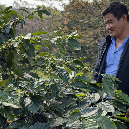 Plantacja kawy w regionie Fuyan w Chinach – krzew kawowy z dojrzewającymi wiśniami oraz producent kawy podczas inspekcji upraw