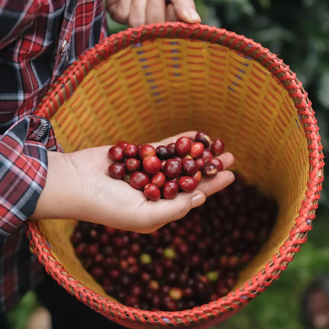 Ręcznie zbierane dojrzałe wiśnie kawowe w wiklinowym koszu – selekcja owoców kawy na plantacji w regionie Fuyan w Chinach