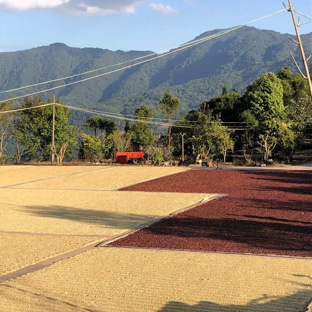Suszenie kawy na patio w regionie Fuyan w Chinach – ziarna kawy rozłożone do obróbki w górskim krajobrazie, tradycyjny etap produkcji kawy specialty