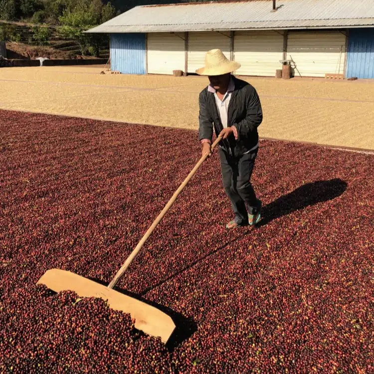 Suszenie wiśni kawowych metodą naturalną na patio w regionie Fuyan w Chinach – pracownik równomiernie rozgarniający kawę podczas procesu obróbki