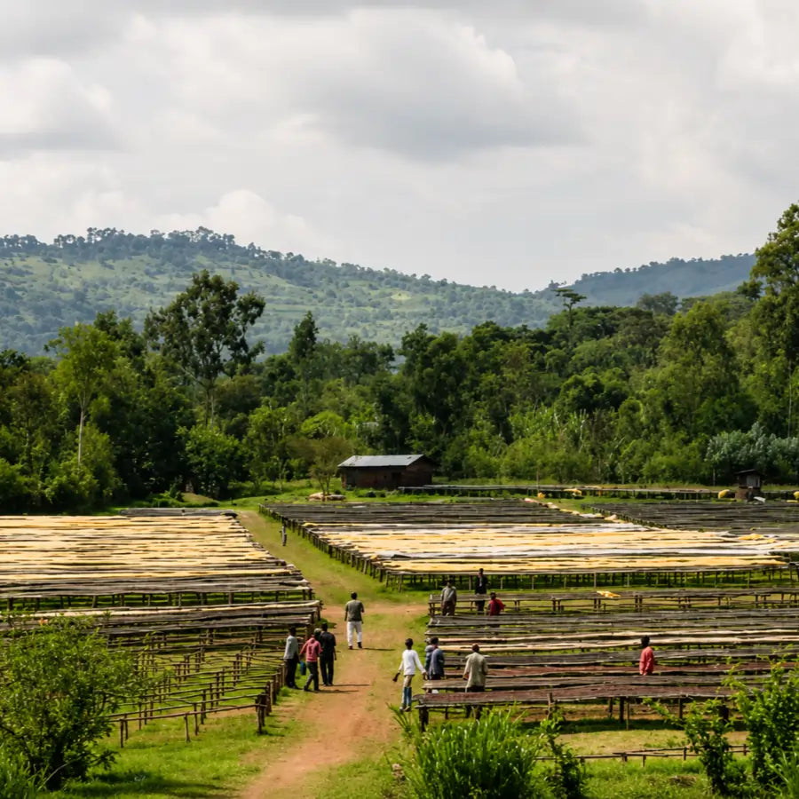 Pracownicy przy afrykańskich łóżkach do suszenia kawy w stacji Gogogu, region Guji, Etiopia.