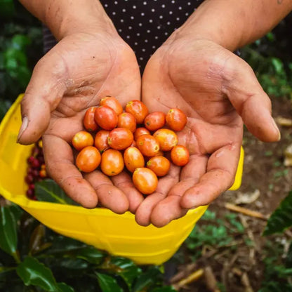 Specialty Colombia El Mirador Coffee