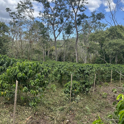 Costa Rica Cerro Los Vindas Specialty Coffee