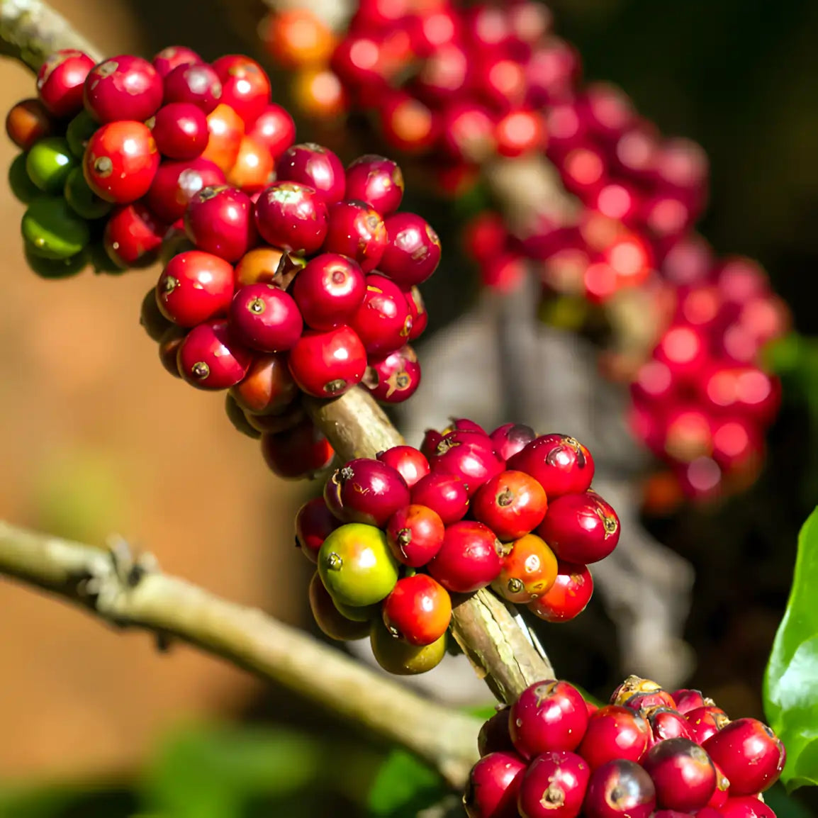 Dojrzewające owoce kawy w Hondurasie – czerwone i zielone wiśnie kawowe na gałęzi kawowca