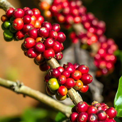 Dojrzewające owoce kawy w Hondurasie – czerwone i zielone wiśnie kawowe na gałęzi kawowca