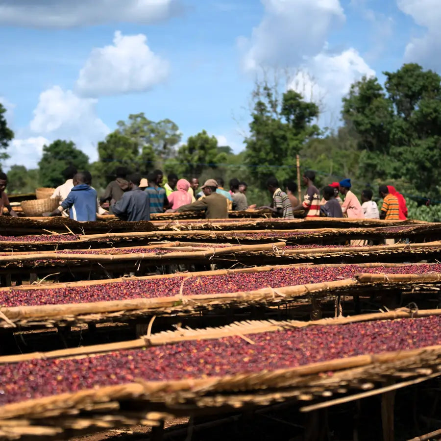 Suszenie kawy Ethiopia Gogogu na afrykańskich łożach suszarniczych – owoce kawowca podczas obróbki naturalnej w Etiopii