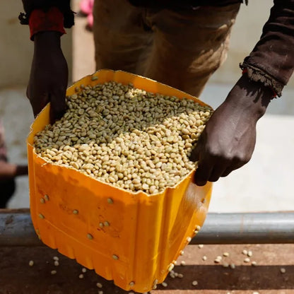 Suszenie ziaren kawy specialty na afrykańskich łóżkach w regionie Guji, Etiopia – stacja obróbki Gogogu Coffee