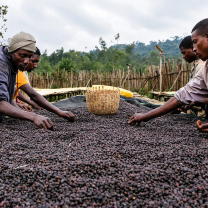 Ręczna selekcja owoców kawowca Ethiopia Konga suszonych na podniesionych stołach metodą naturalną w Etiopii.