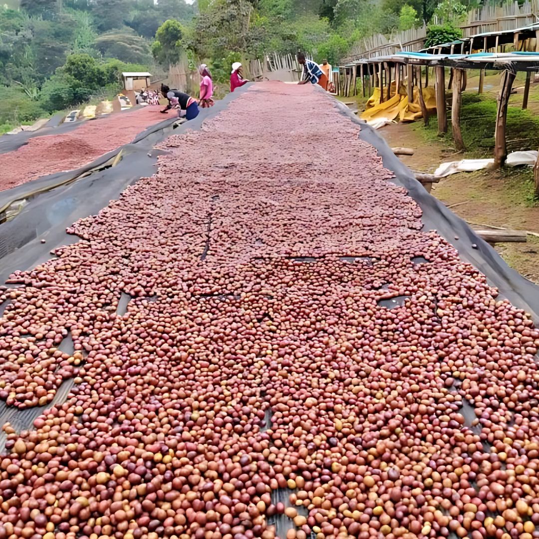 Kawa Specialty Ethiopia Dhilgee Wete Konga