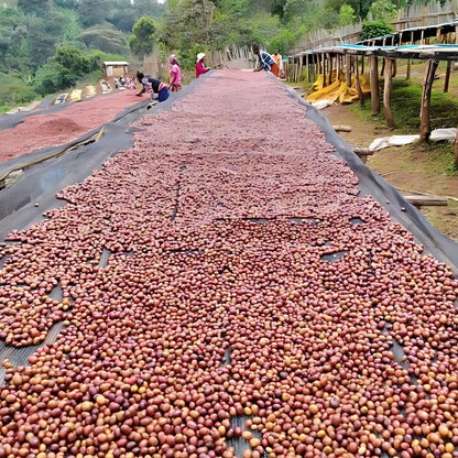 Kawa Specialty Ethiopia Dhilgee Wete Konga [Espresso Miesiąca]