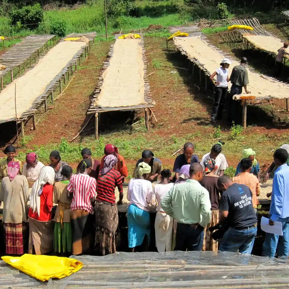 Suszenie kawy specialty na afrykańskich łóżkach w Etiopii – ziarna kawy rozłożone na matach, region Bombe