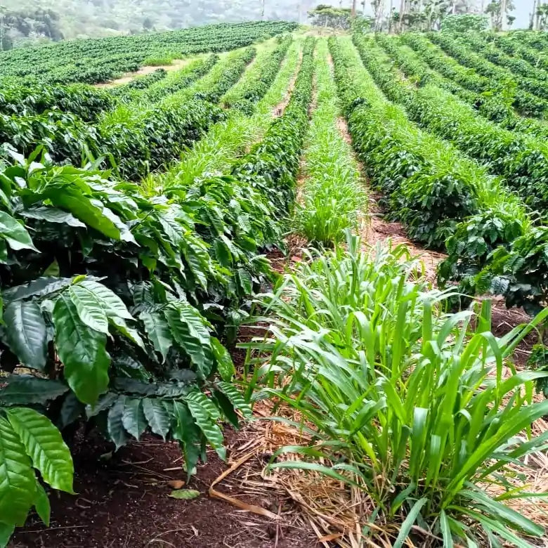 Suszenie kawy specialty Ethiopia Bombe na afrykańskich łóżkach – ziarna kawy rozłożone do naturalnego suszenia w górzystym regionie Etiopii