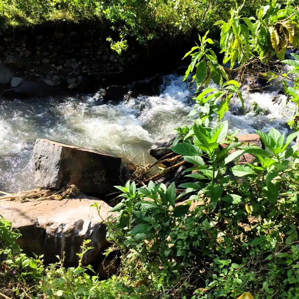 Rzeczka w regionie Ethiopia Bombe – naturalne środowisko upraw kawy specialty, bujna roślinność i czysta woda wykorzystywana w obróbce ziaren