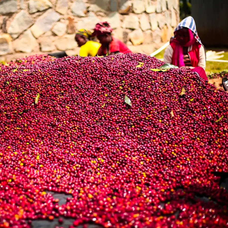 Dojrzałe czerwone owoce kawy Etiopia Daye Bensa Gatta rozłożone do suszenia metodą anaerobiczną na stacji obróbki