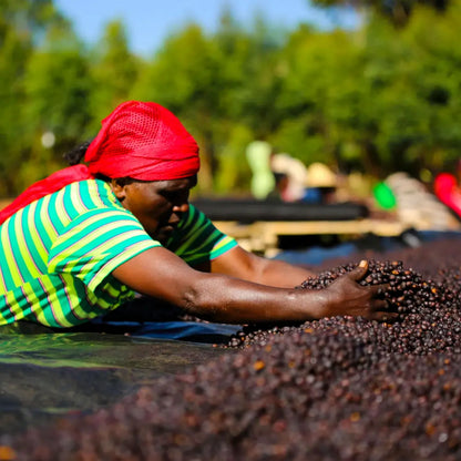 Suszenie ziaren kawy Etiopia Gatta podczas obróbki anaerobic – ręczne sortowanie kawy na plantacji w regionie Sidama