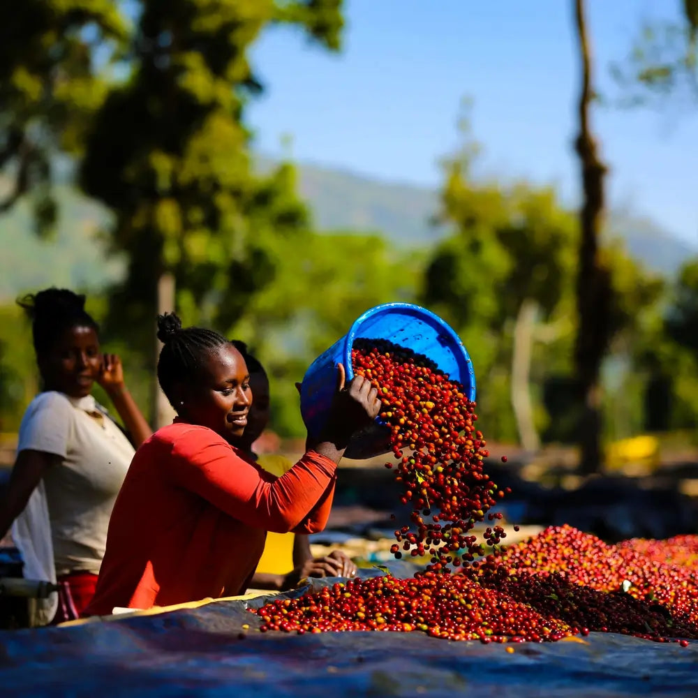 Ręczny zbiór czerwonych wiśni kawy w Etiopii – selekcja owoców na plantacji Etiopia Gatta w regionie Sidama