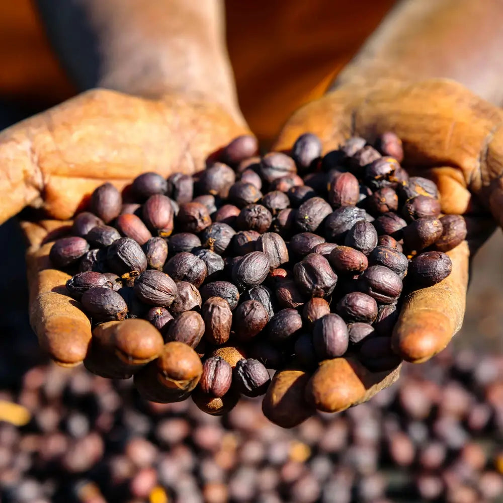 Suszone ziarna kawy z Etiopii Gatta trzymane w dłoniach – naturalne ziarna coffee cherry po obróbce anaerobic