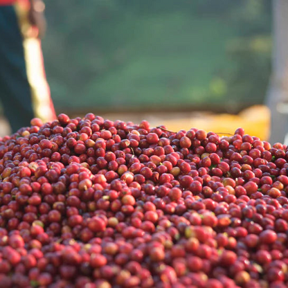 Specialty Coffee Ethiopia Shakisso Decaf