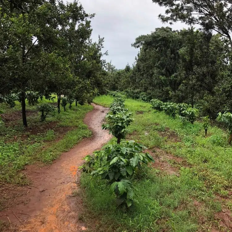 Honduras Marcala Specialty Coffee