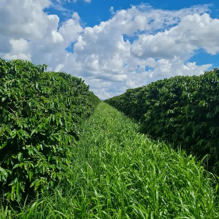 Widok na plantację kawy specialty w Brazylii Naimeg Pantano