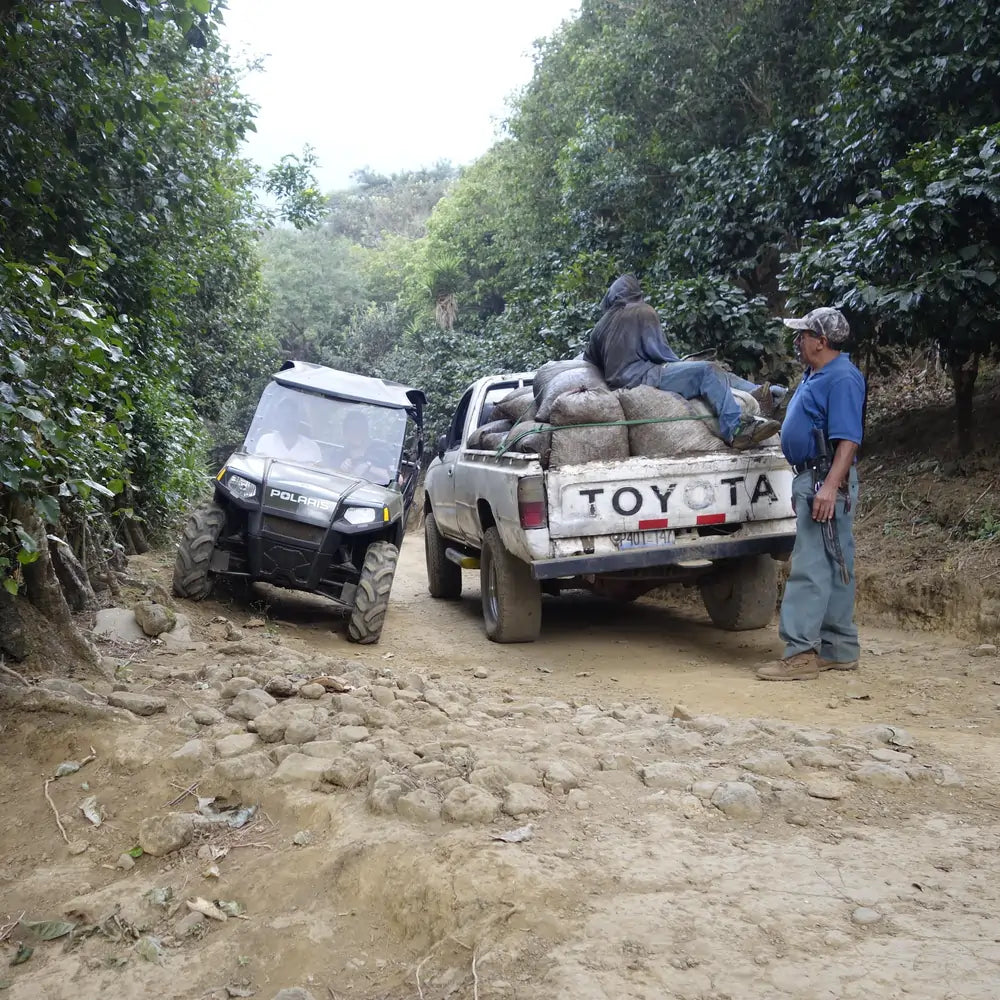 Proces zbioru kawy na farmie La Ilusion El Salvador