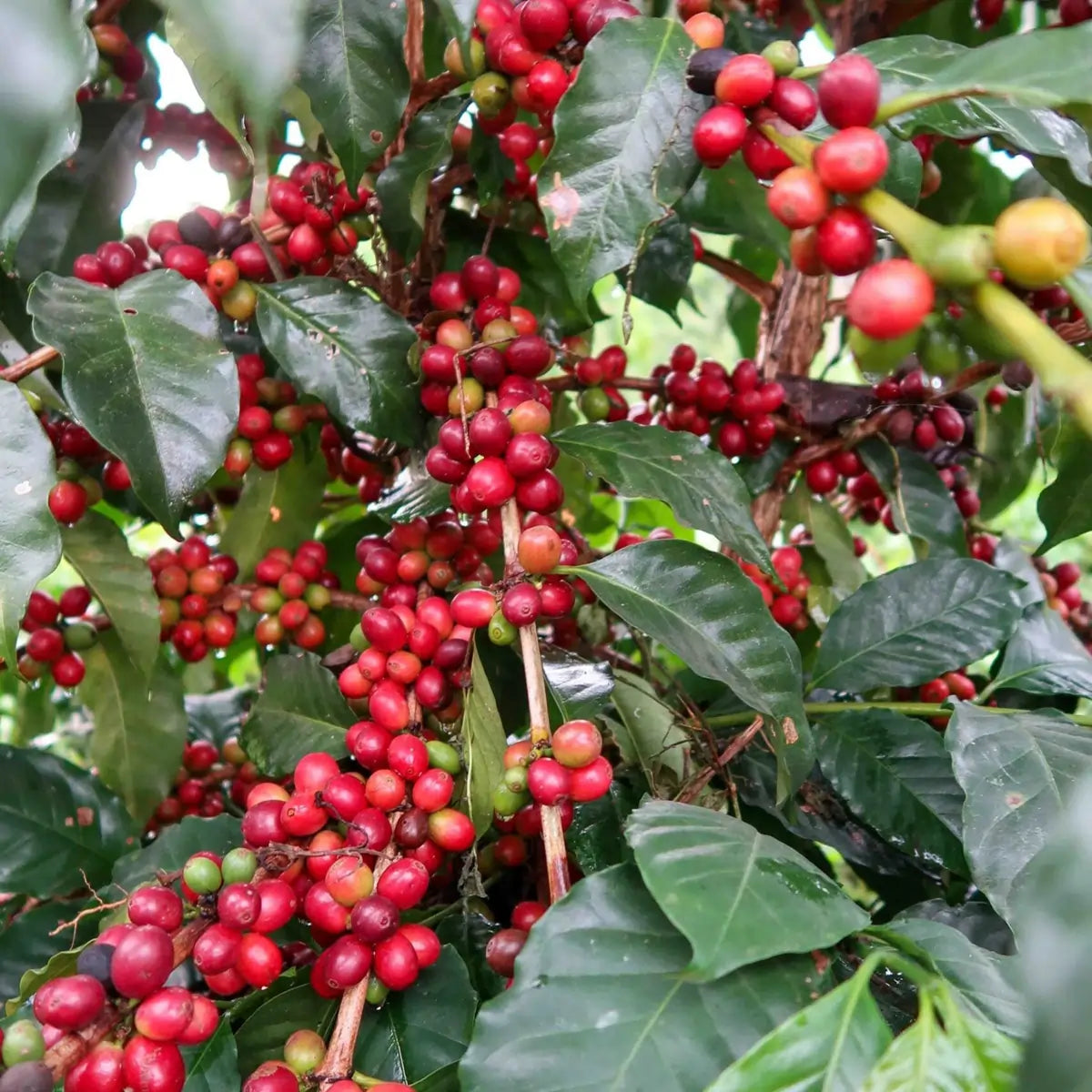 Gałązka kawowca z gęsto rosnącymi, dojrzałymi czerwonymi wiśniami kawy w otoczeniu zielonych liści — zbliżenie z plantacji arabiki