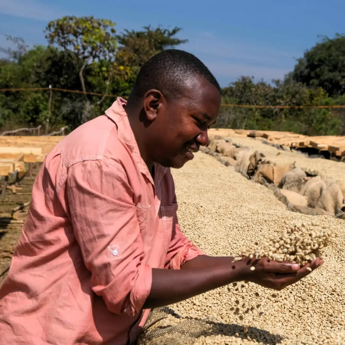Farmer przy suszeniu zielonych ziaren kawy na afrykańskiej plantacji – etap obróbki i selekcji ziaren.
