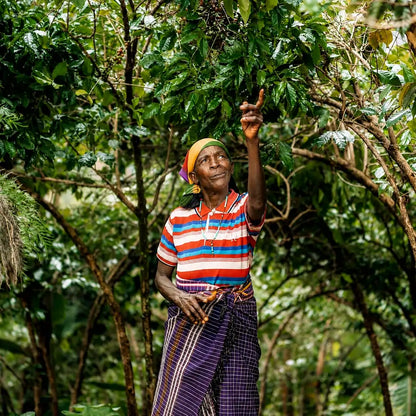 Farmerka kawy na plantacji Ninga Hill w Burundi podczas oceny dojrzałości wiśni kawowca przed zbiorem