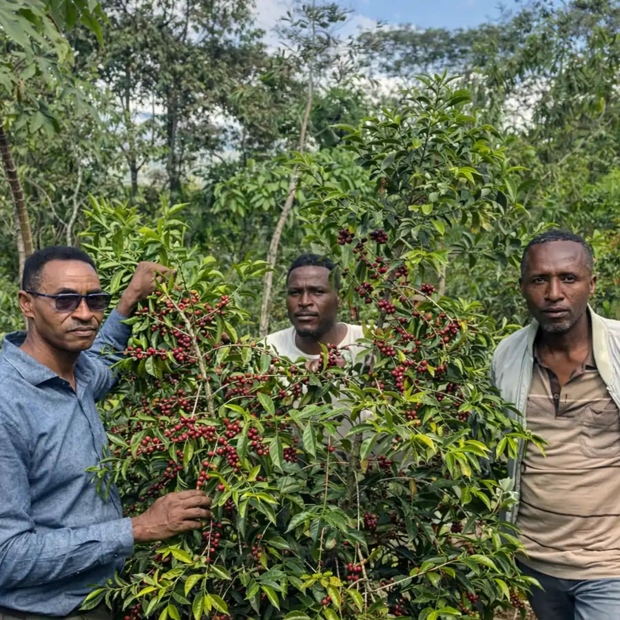 Farmerzy na plantacji kawy prezentują krzew kawowca z dojrzałymi czerwonymi owocami