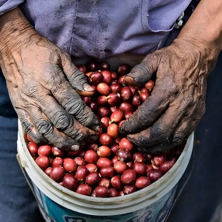ręczny zbiór dojrzałych owoców kawowca na plantacji kawy specialty