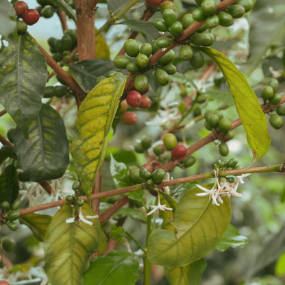 Gałązka kawowca z dojrzewającymi zielonymi i czerwonymi wiśniami kawy oraz białymi kwiatami na tle zielonych liści